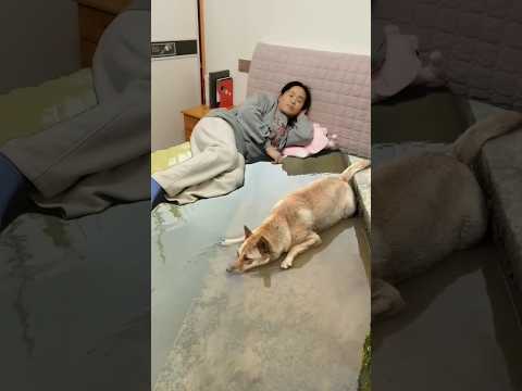 انظري يا أمي، لقد جاء الكلب إلى سريركِ.😱😲#shorts