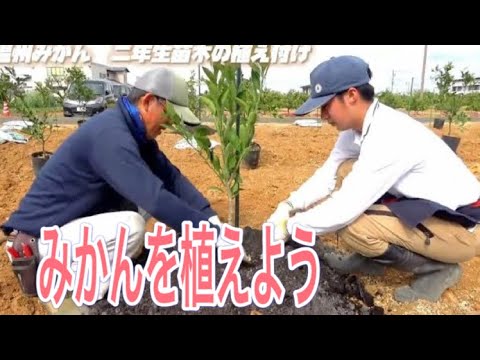 ハシバミの木をプラグまたは地面の裸の根鉢に植える時期と方法 庭の植栽のアドバイス メンテナンス 秋冬