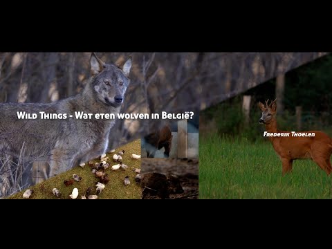 , title : 'Wild Things - Wat eten wolven in België?'