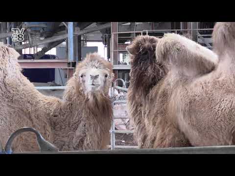 Zirkus in Not – wie Circus Busch durch die Pandemie um die Existenz bangt