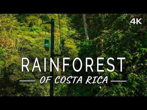 Rainforest of Costa Rica: Relaxing Gondola ride with Ambient Music (4K UHD Film)