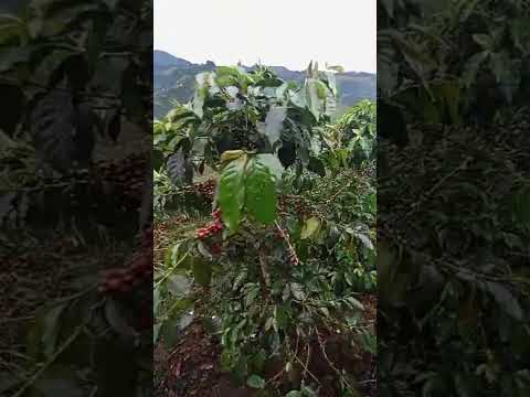 Acevedo Huila, Colombia. Cosecha 2025 🌱🍒🇨🇴🙏