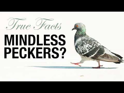 True Facts: Pigeons Aren't Mindless Peckers