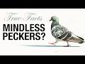 True Facts: Pigeons Are Tricking You