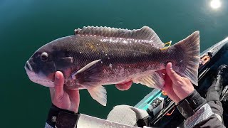 Last Trip of 2023, Lots Of Blackfish On Fresh Bottom