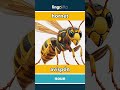 hornet - avispón video thumbnail