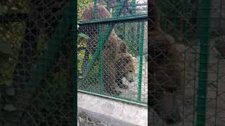 Crying bear (Haput ) in cage at Kashmir Dachigam National park | VLOG 2