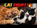 Epic Cat Fight Orange Cats Team Up Against A Tuxedo Cat Funny Intense