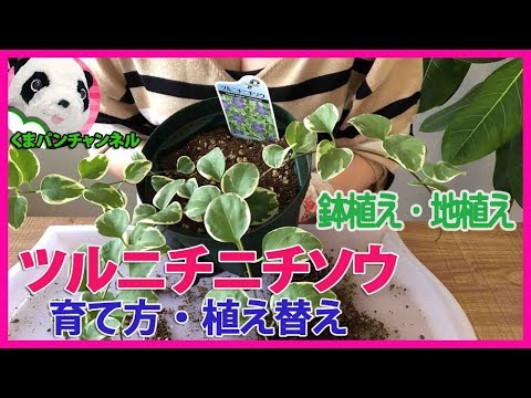 園芸 オオツルニチニチソウ