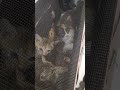 A Bag Full Of Kittens At The Vet Clinic