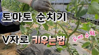 토마토 V자로 순치기 두배  수확 토마토 삽목 방법