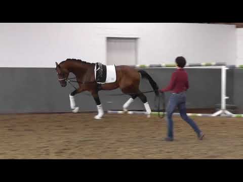 SECRET PRINCE - Weidenhof-Verkaufspferd: Hannoveraner Hengst *2018 v.SECRET-AMPERE-SHAKESPEARE