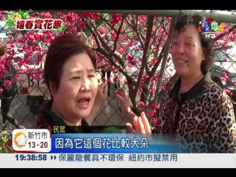 年假賞櫻花 遊客湧入"派出所"