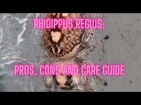 Regal Jumping Spider (Phidippus regius): Pros, Cons, and Care Guide