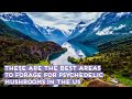 Best Areas To Forage For Psychedelic Mushrooms In The United States