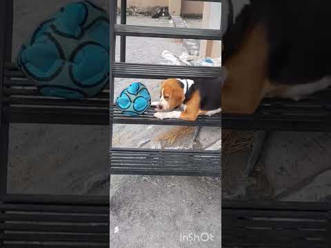 My playtime #dog #doglover #dogfunnyvideos