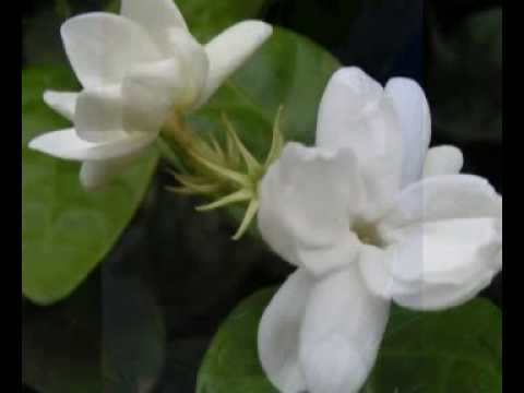 Melati Dari Jaya Giri Kaskus