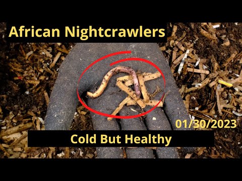 African Nightcrawlers - Cold but Healthy 01/30/2023