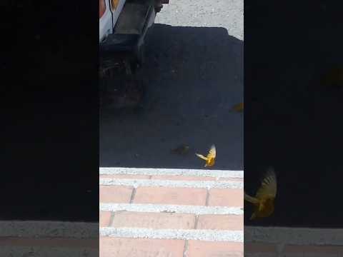 lindas aves en el municipio de chitaga norte de Santander Colombia ♥️