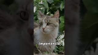 Porque os Animais Entram em Nossas Vidas?