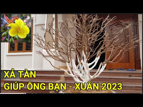 🔴 QBS23365 - XẢ TÀN CHO CÂY MAI VÀNG MIỀN BẮC | THỜI ĐIỂM XẢ TÀN CHO CÂY MAI VÀNG |CHĂM SÓC MAI VÀNG