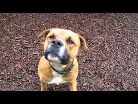 George, an adopted American Bulldog in Hood River, OR_image-1