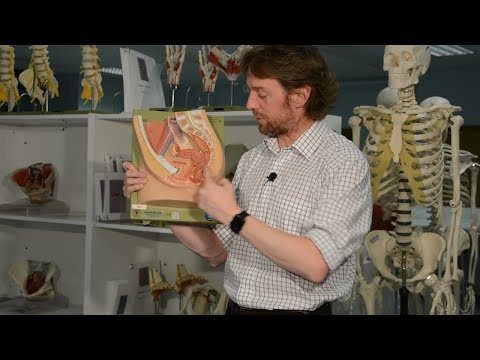 Anal canal & faecal continence (anatomy)