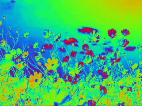 Should Have Taken Acid With You