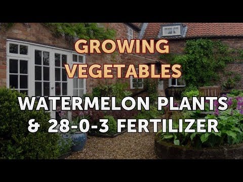 When to Pick Hungarian Hot Wax Peppers