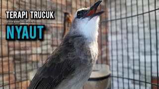 Download lagu trucukan gacor TARUNG ROPEL PANJANG pancingan trucukan agar bunyi jadikan burung trucuk gacor EMOSI mp3