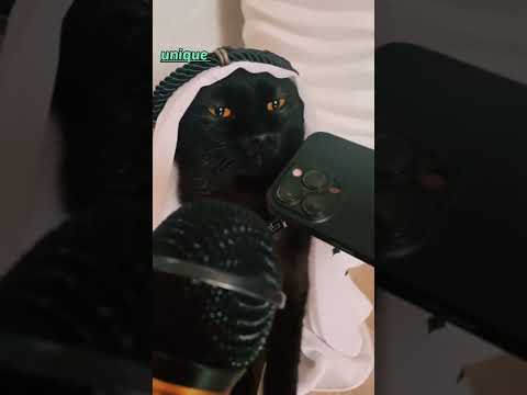 Arabian cat 😅😅