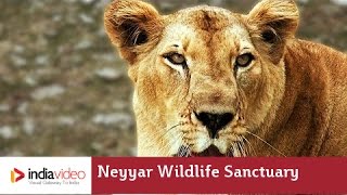 Lions and herbs - Getting wild at Neyyar Dam