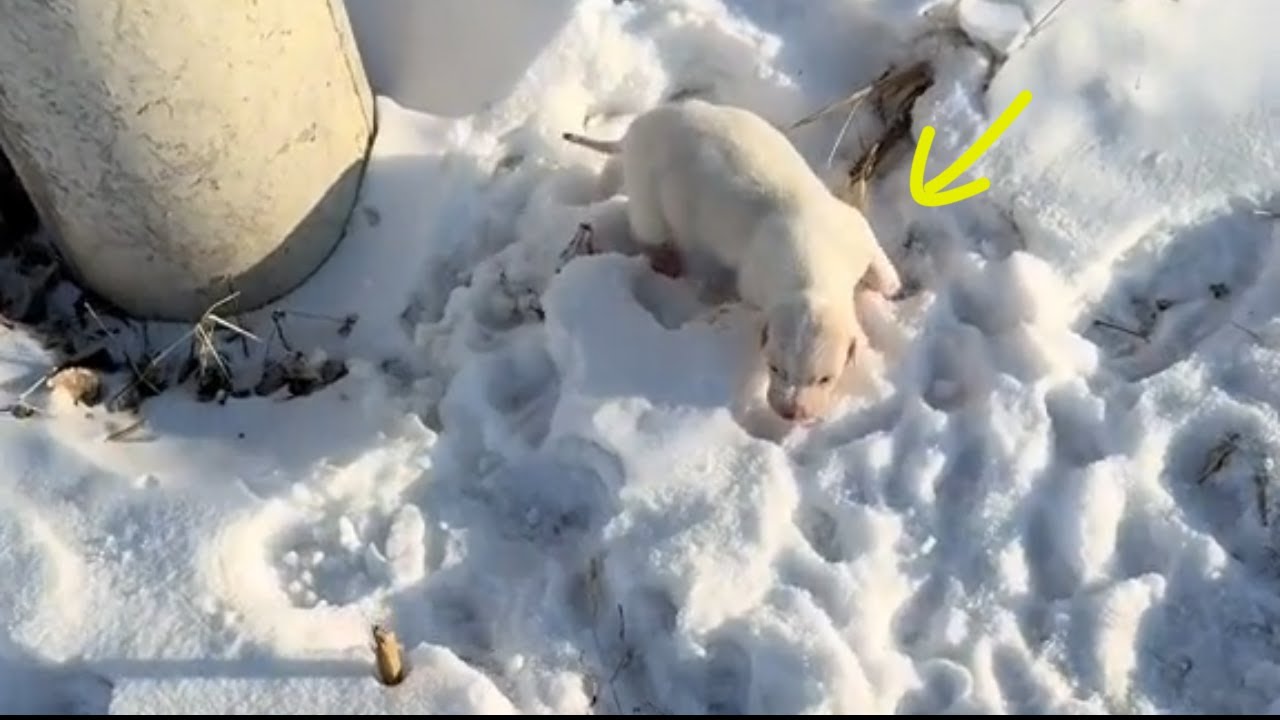 Rescue Puppy Video Thumbnail