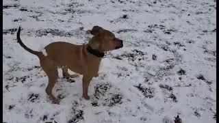 Video preview image #1 American Pit Bull Terrier-Unknown Mix Puppy For Sale in Spotsylvania, VA, USA
