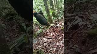 Download lagu Melihat jerat, poni satu ayam hutan kalimantan🐔🐔#anakdayak #kutaibarat #kalimantan mp3 Download lagu Melihat jerat, poni satu ayam hutan kalimantan🐔🐔#anakdayak #kutaibarat #kalimantan mp3