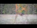 STUBBORN PUBLIC LAND ALABAMA TURKEY STUBBORN PUBLIC LAND ALABAMA TURKEY