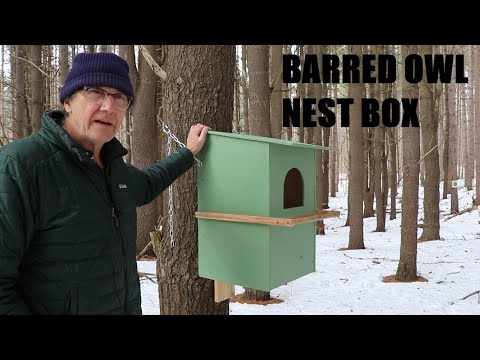 Barred Owl Nest Box Build