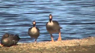 preview picture of video 'Waterfowl tour @ Sacramento Refuge'