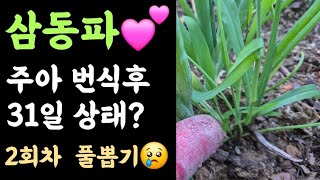 삼동파 주아심은 후 1달???? 2번째 제초작업 이렇게?????