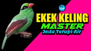 Download lagu MASTER EKEK KELING Jeda Terapi Air AMPUH mp3 Download lagu MASTER EKEK KELING Jeda Terapi Air AMPUH mp3