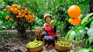 Full Video: Harvesting orange Goes To Market Sell | Harvest, Farm, Coo