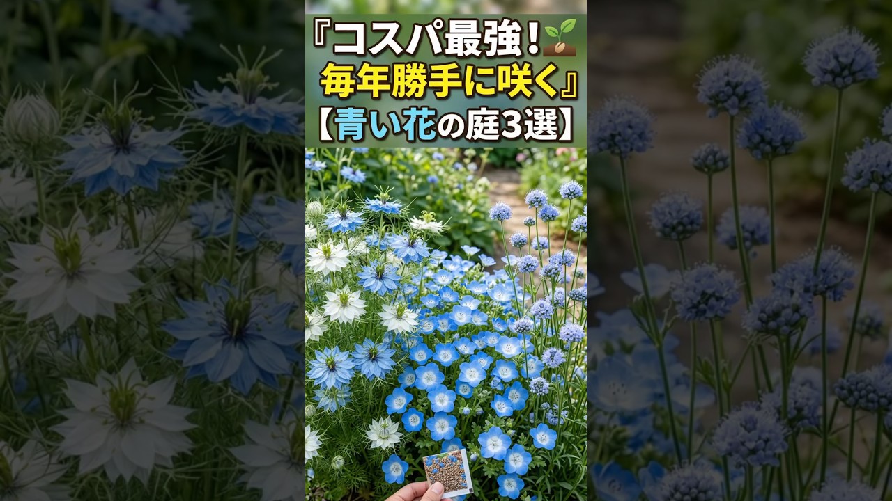 【毎年0円で楽しめる】こぼれ種で増える「青の庭」を作る花たち