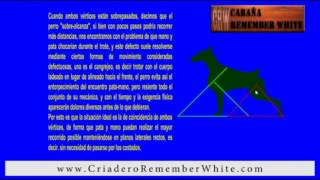 Biomecánica del movimiento en el perro