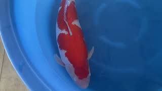 video van Kohaku 2310022