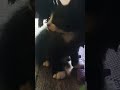 Mr Tux Is The Perfect Tuxedo Cat Tuxedocat Mymunchkin Cuteanimal Kitten Meowgical Cutekitty