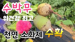 위건강 최고 수박무 천연소화제 이제 수확합니다 위보호 수박무를 섭취하라