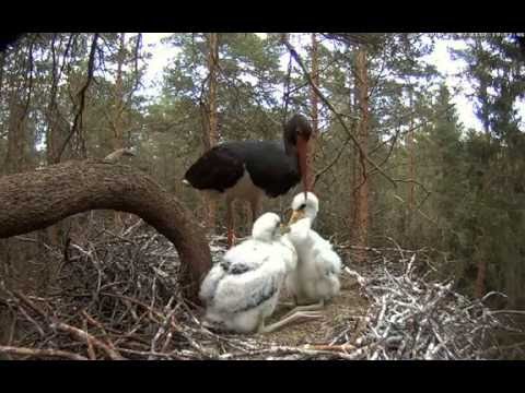 Estonian Black Storks ~ Kati has brought a lot of food for kids,  2016-06-07 19:52