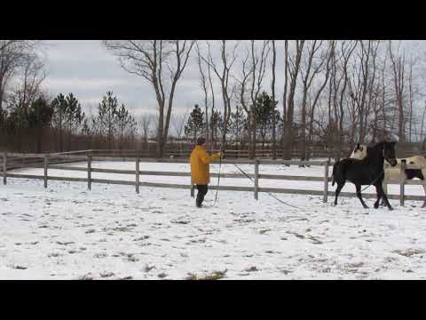 TRSW All In - Trot 2nd Way