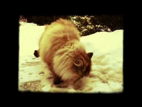 Stubentiger lernt Schnee kennen!