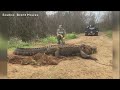 Massive gator found in Southwest Ga